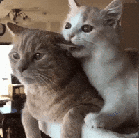 Nom Nom Cat GIF by Extreme Improv