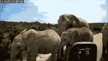 walking elephant GIF by Cheezburger