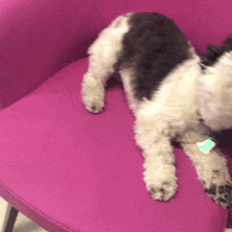 dog play GIF