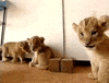 lion GIF