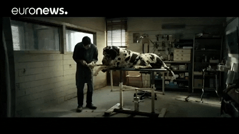 Big Dog Dogman GIF by euronews