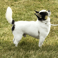 Wagging Westminster Dog Show GIF by Westminster Kennel Club