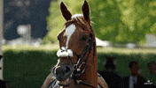 AscotRacecourse smile confused horse tennis GIF