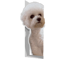 xatsuko_olivex dog surprised bichon ビション Sticker