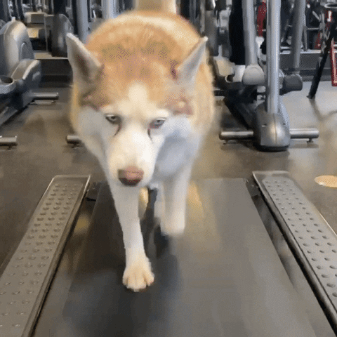 Dog Puppy GIF by Mike O'Hearn