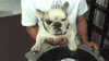 Dog Dj GIF