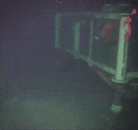 Octonation GIF by OctoNation® The Largest Octopus Fan Club!