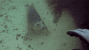 buddy scuba GIF