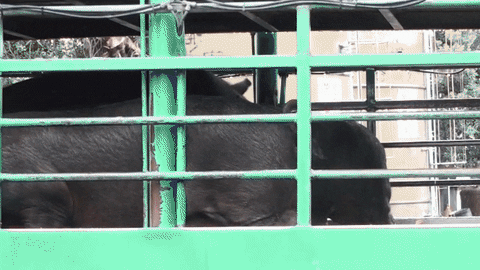 easttw giphyupload GIF