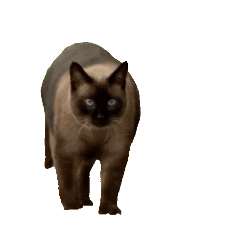 Cat Coming Sticker