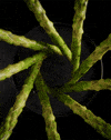 Hungry Dinner GIF by Woodblock