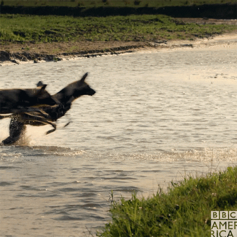painted wolf running GIF by BBC America