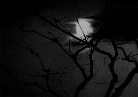 ingmar bergman GIF by Maudit