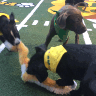 animal planet puppy bowl 2016 GIF by GIPHY CAM