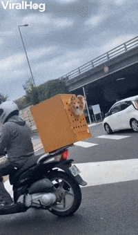 Doggy Rides in Scooter Safety Box