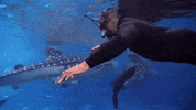 Discovery Shaq GIF by Shark Week