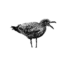 MarieWelke3 giphygifmaker bird seagull Sticker