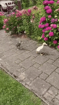 Walking Running GIF