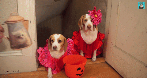 halloween dogs GIF