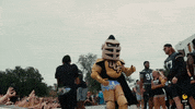ucfedu ucf ucf knights university of central florida knightro GIF