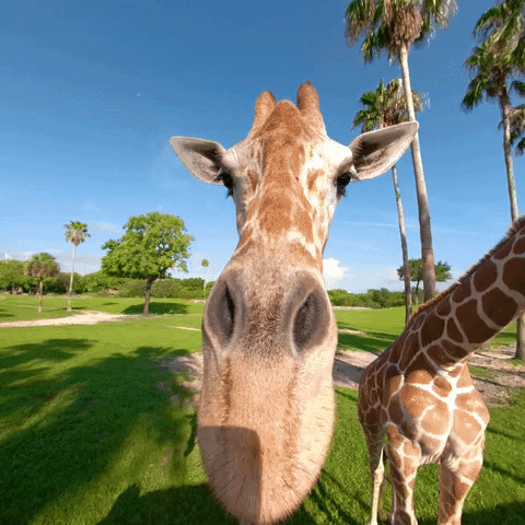 buschgardens giphyupload tongue boop giraffe GIF