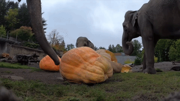Elephant Herd Squishes Giant Pumpkins