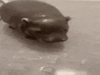 Hippo GIF
