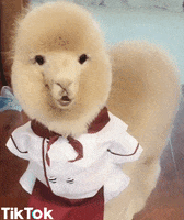 aww what GIF by TikTok