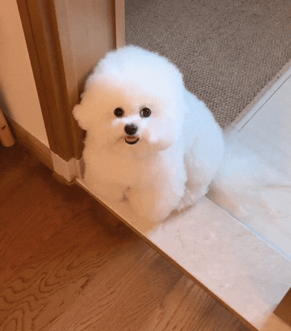cuteanimalland giphyupload GIF