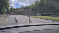 Traffic Stops to Let Family of Geese Cross Nottingham Road