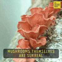Photography Mushroom GIF by 60 Second Docs