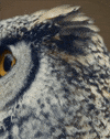 Wildlife gif. Close-up on an owl’s face. The owl stares blankly at the screen with big yellow eyes, looks away, and then looks back again. 