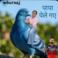 Virat Kohli Pigeon GIF