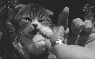 kitty biting GIF