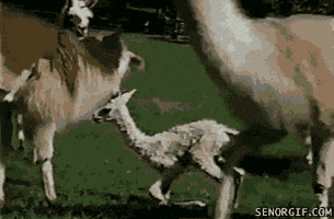 walking learning GIF by Cheezburger