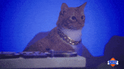 Hungry Football GIF by Puppy Bowl