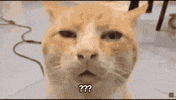 Question Mark What GIF