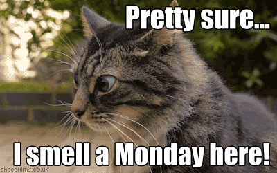 Video gif. A gray, fluffy cat looks around with bulging eyes and ears turned back in anger.. Text says, “Pretty sure… I smell a Monday here!”
