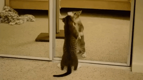 Migatapersa giphygifmaker gato arañando espejo GIF