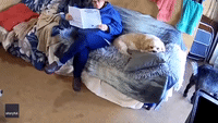 Scheming Dog Tries Its Best to Steal Favorite Spot on Couch