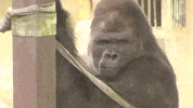 Great Ape Zoo GIF