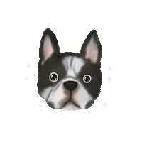 Boston Terrier Dog Sticker
