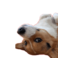 Corgi Milo Sticker