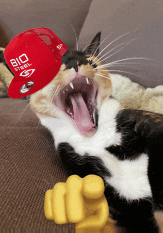 Laugh GIF by BioSteel Sports