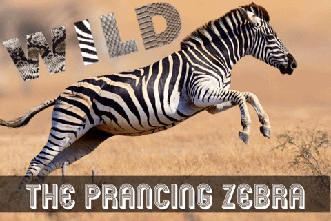 Esports Bs GIF by BS+COMPETITION