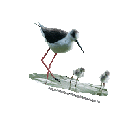 parcodeltapo nature bird bike duck Sticker