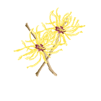 HumphreysWitchHazel skincare rose toner witch hazel Sticker