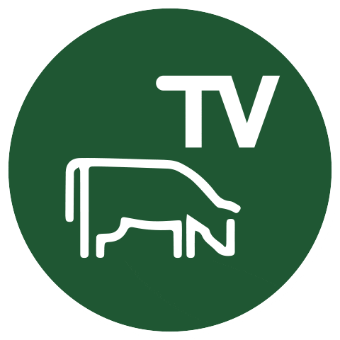 Campo Streaming Sticker by Colombo y Magliano