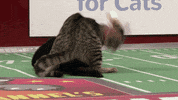 countdown to valentine&#39;s day cat bowl GIF by Hallmark Channel