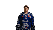Pennydel Sticker by Straubing Tigers